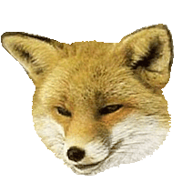 Sly Foxs